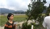 災(zāi)后直擊：蒼南觀美水稻被淹