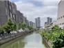 氣溫回升 龍港河道羅非魚泛濫！