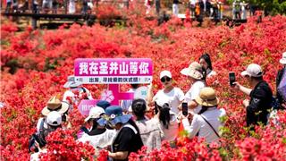 龍港周邊游 | 1500畝杜鵑花映紅山頭，現(xiàn)在出發(fā)正當時！