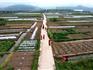 龍港新城：深入田地，專項(xiàng)排查，堅(jiān)決開展禁種鏟毒行動(dòng)