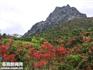 山花爛漫時 鶴頂觀杜鵑—礬都杜鵑花文化旅游節(jié)本周開幕
