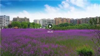 超夢(mèng)幻！龍港這里花開(kāi)成海