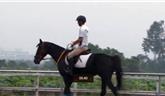龍港喬凱馬術(shù)俱樂部 休閑新選擇