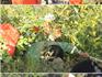 蒼南男子搬運(yùn)石頭下山跌落至半山腰