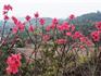 蒼南這個(gè)景區(qū)桃花盛開(kāi)，滿園春色藏不住啦！