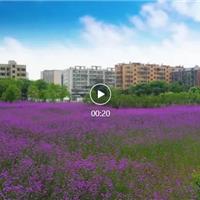 超夢(mèng)幻！龍港這里花開(kāi)成海